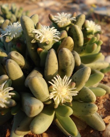 Nelia pillansii leaves